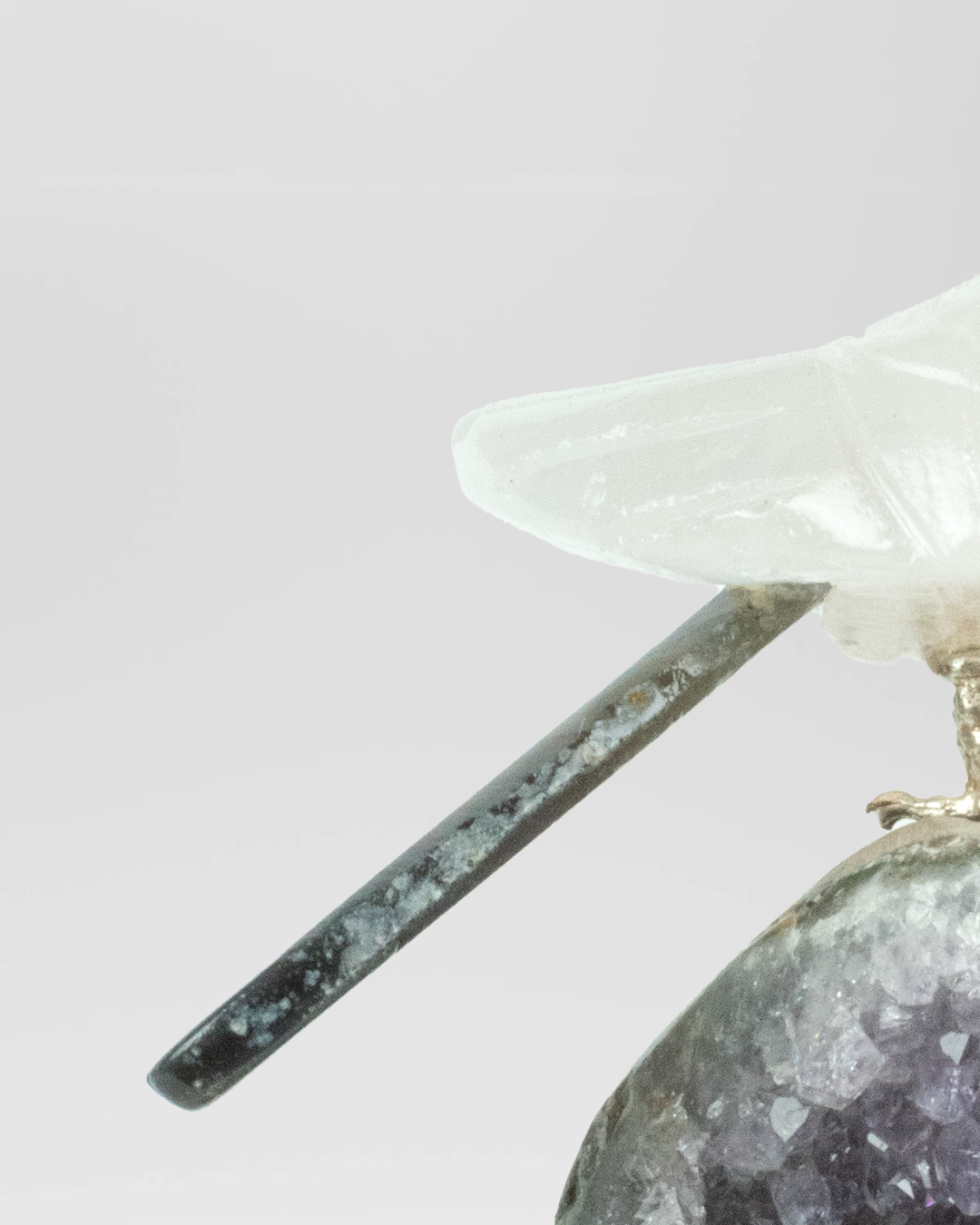 Small Eira Bird